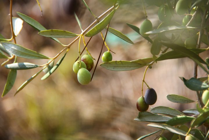 Un patrimonio agricolo della Calabria: l’ulivo e le sue oltre 33 varietà